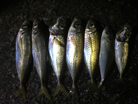 夕マヅメにジグサビキ